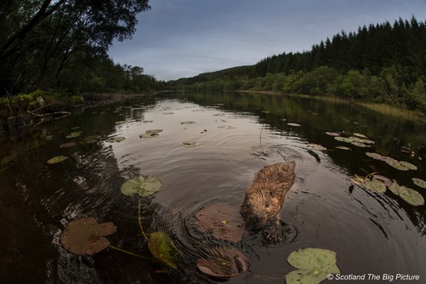 Beaver swimming amongst lily pads in a lake